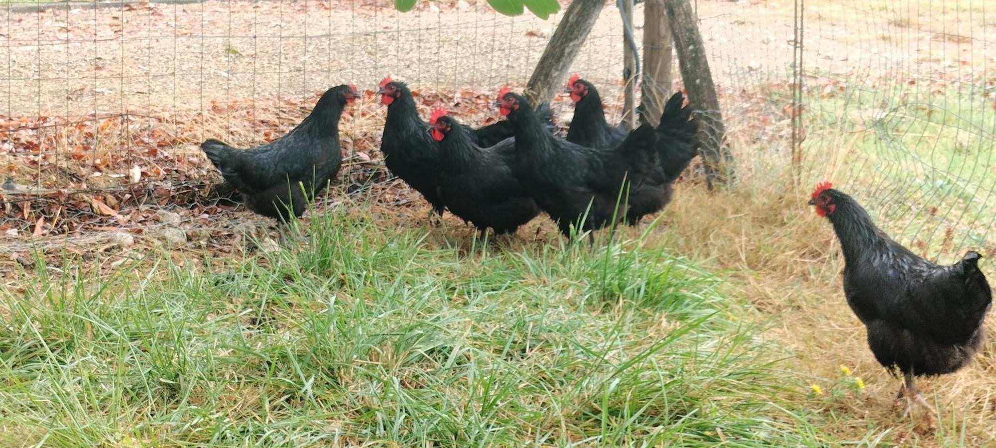Gite "La Grange Aux Oiseaux" Domaine De Fonpeyroune Conne-de-Labarde Exterior photo